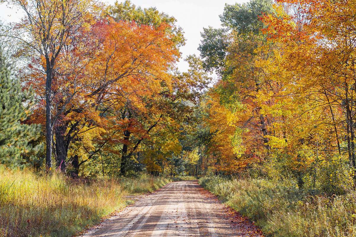 dirt road maple leaf during daytime road